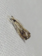 Catoptria verellus