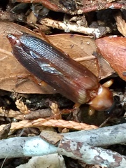 Selonodon