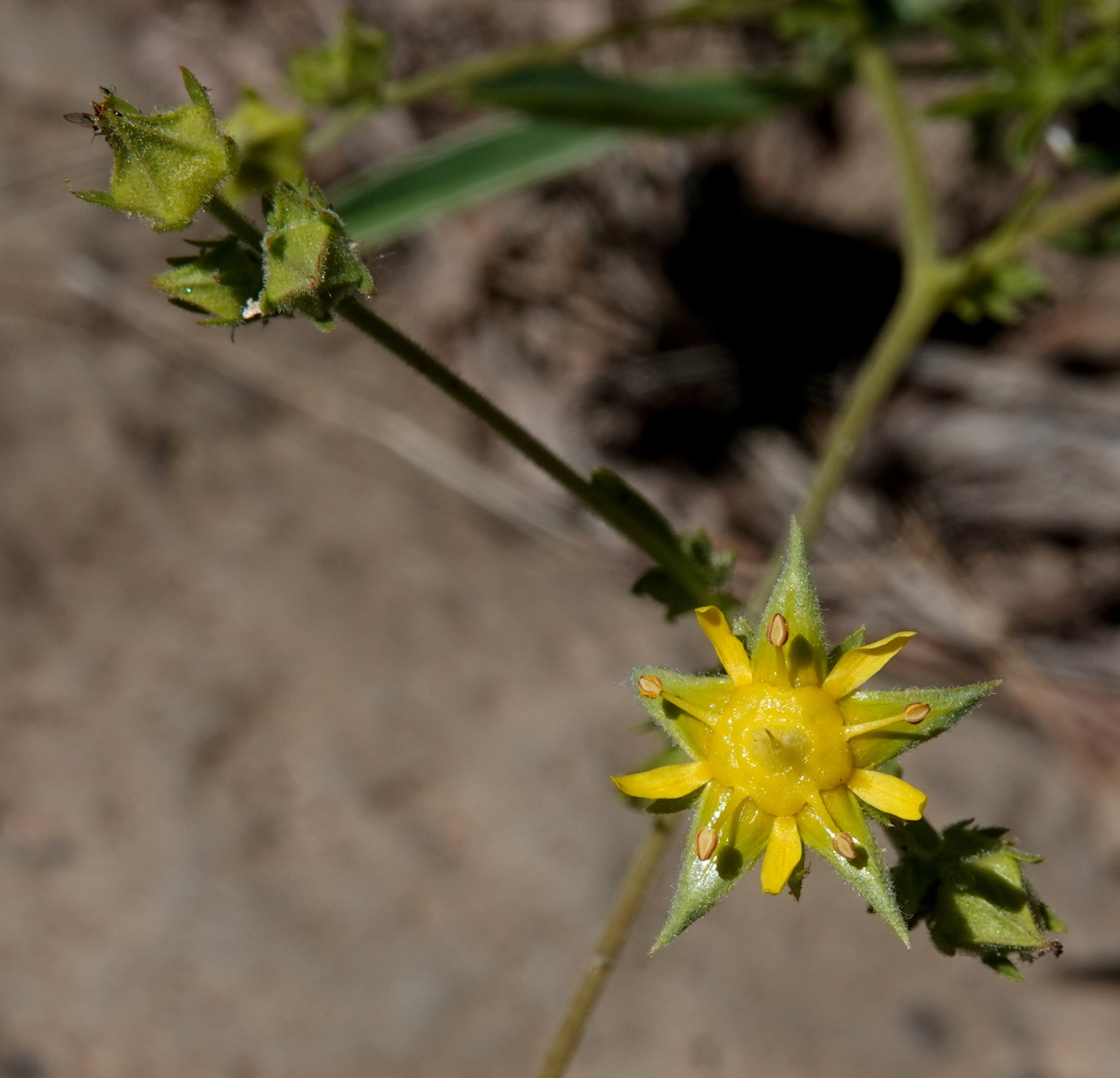 Ivesia sabulosa