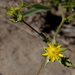 Ivesia sabulosa - Photo (c) desertnaturalist, algunos derechos reservados (CC BY)