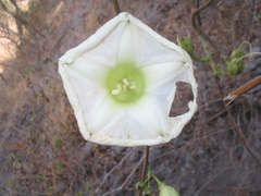 Ipomoea pseudoracemosa