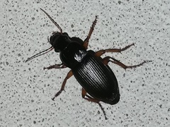 Harpalus rufipes