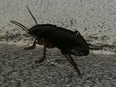 Harpalus rufipes