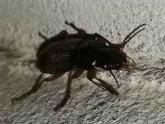 Harpalus rufipes