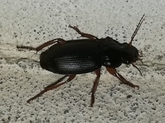 Harpalus rufipes