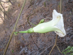 Ipomoea pseudoracemosa