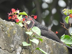 Crotophaga sulcirostris
