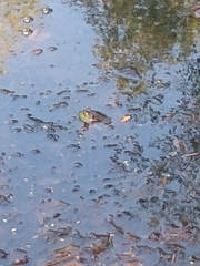 Lithobates catesbeianus