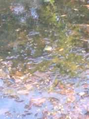 Lithobates catesbeianus