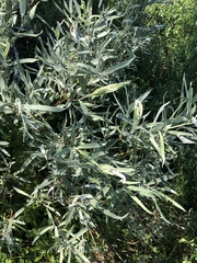 Salix candida