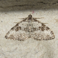 Xanthorhoe iduata