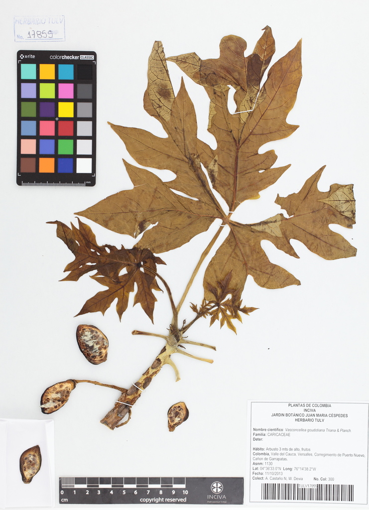 Vasconcellea goudotiana