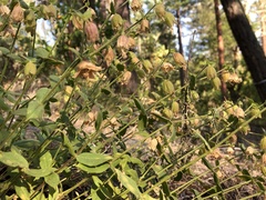 Silene campanulata