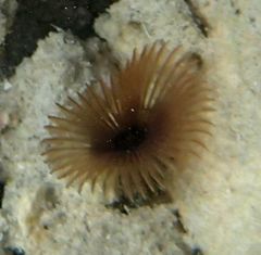 Bispira melanostigma