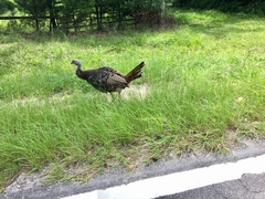 Meleagris gallopavo osceola