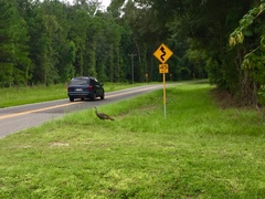 Meleagris gallopavo osceola