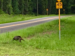 Meleagris gallopavo osceola
