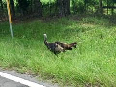 Meleagris gallopavo osceola