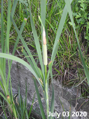 Typha orientalis