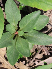 Primula meadia