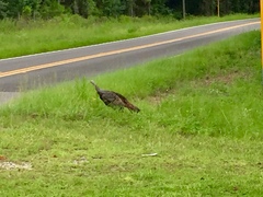 Meleagris gallopavo osceola