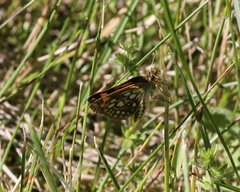 Carterocephalus mandan