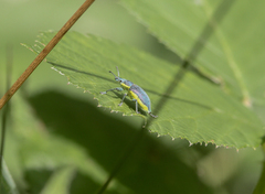 Chlorophanus viridis