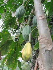 Vasconcellea goudotiana