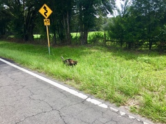 Meleagris gallopavo osceola