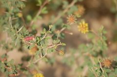 Prosopis reptans