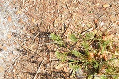 Sclerochloa dura