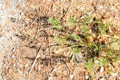 Sclerochloa dura