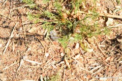 Sclerochloa dura