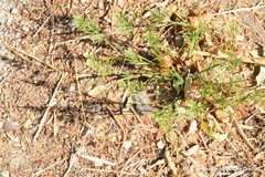 Sclerochloa dura