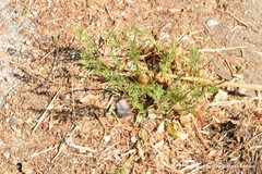 Sclerochloa dura