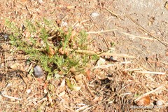 Sclerochloa dura