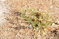 Sclerochloa dura