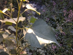 Populus nigra