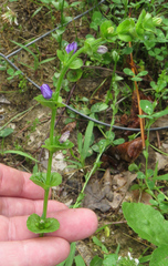 Triodanis perfoliata
