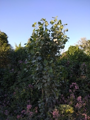 Populus nigra