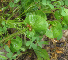 Triodanis perfoliata