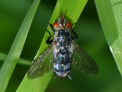 Copecrypta ruficauda