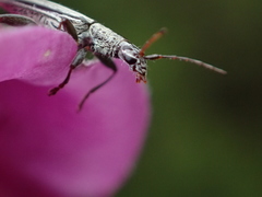 Navomorpha sulcata
