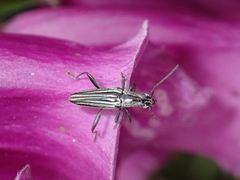 Navomorpha sulcata