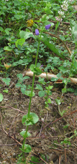 Triodanis perfoliata