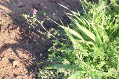 Fumaria muralis muralis