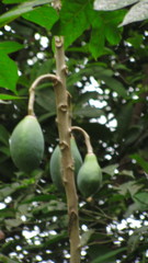 Vasconcellea goudotiana