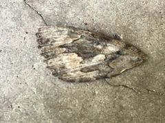 Catocala agrippina