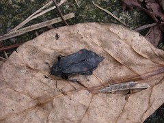 Diamesus bimaculatus