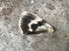 Catocala agrippina